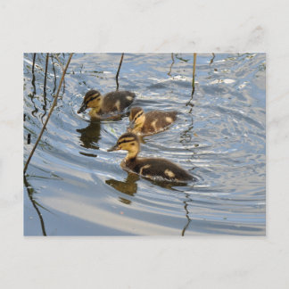 Mallard ducklings postcard