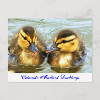 Mallard Ducklings Postcard