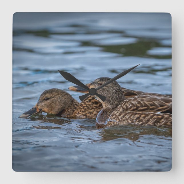 Mallard Ducklings Square Wall Clock (Front)