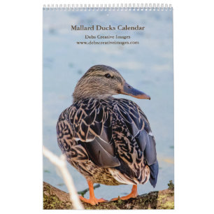 Mallard Ducks 2025 Calendar
