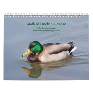 Mallard Ducks 2026 Calendar