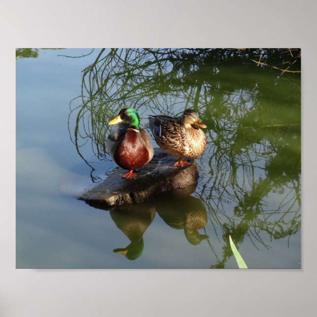 Mallard Ducks #2 Poster (Front)