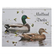 Mallard ducks