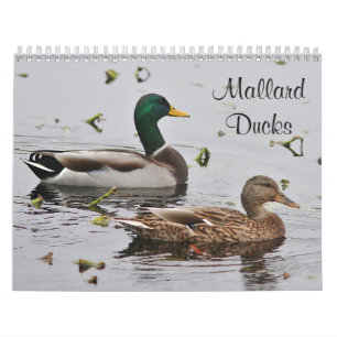Mallard ducks calendar