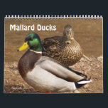 Mallard Ducks Calendar<br><div class="desc">Nature calendar with full colour photographs of Mallard Ducks.  Unique gift idea!  Great for sportsmen,  hunters,  nature lovers! Detailed close-ups of Mallard Ducks.</div>