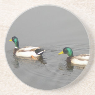 Mallard Ducks Coaster