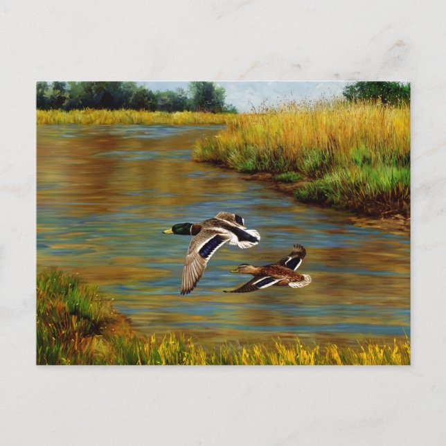 Mallard Ducks Flying Over Pond Postcard (Front)