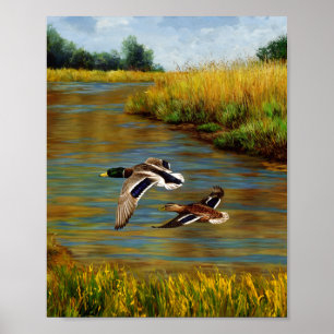 Mallard Ducks Flying Over Pond Poster