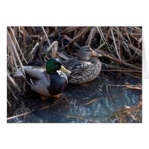 Mallard Ducks -Frameable Art Cards