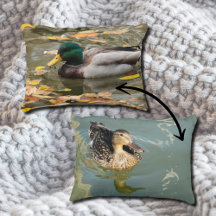 Mallard Ducks in the Water in Fall Scenic