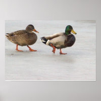 Mallard Ducks on Ice Poster