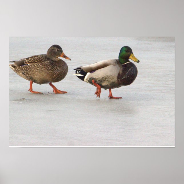 Mallard Ducks on Ice Poster (Front)