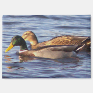 Mallard Ducks Photo Magnet