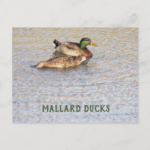 Mallard Ducks Photo Postcard