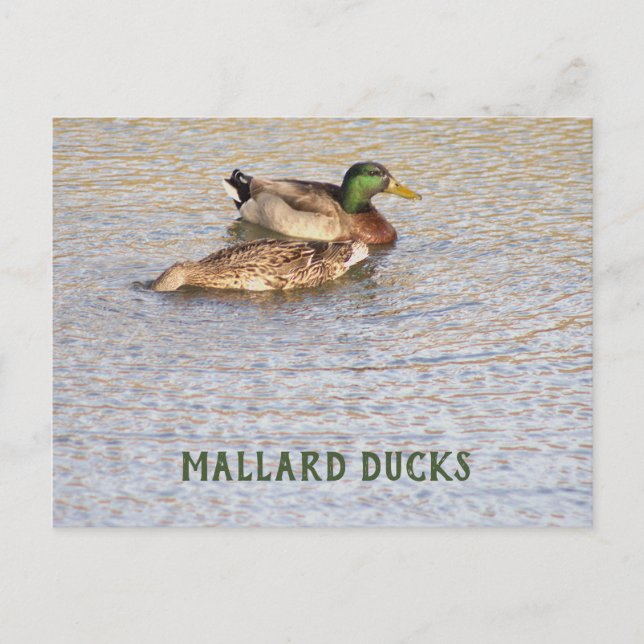 Mallard Ducks Photo Postcard (Front)