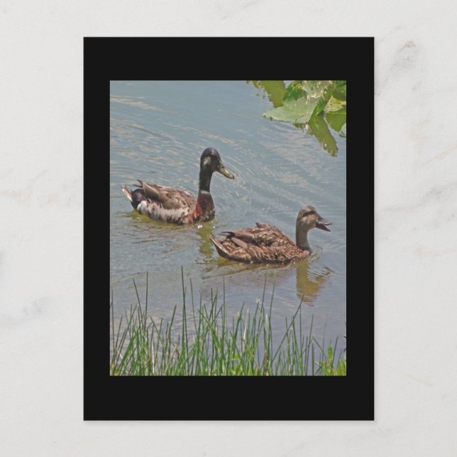 Mallard Ducks Photo Postcard (Front)