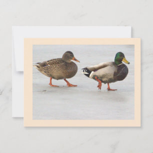 Mallard Ducks Photo Postcard
