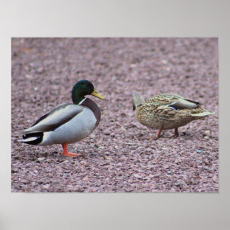 Mallard Ducks Photo Poster