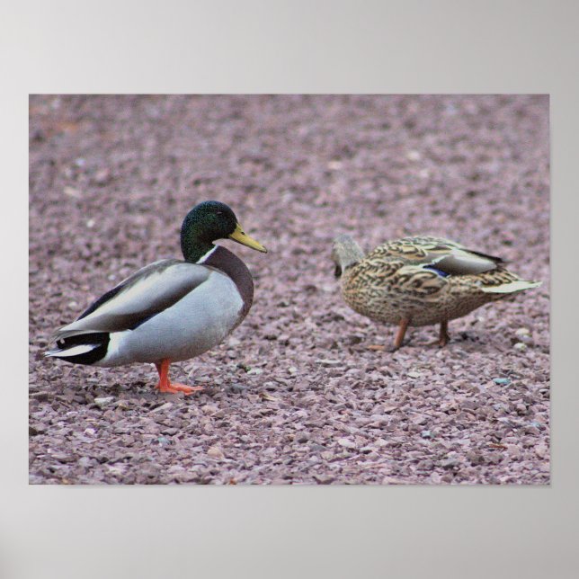Mallard Ducks Photo Poster (Front)