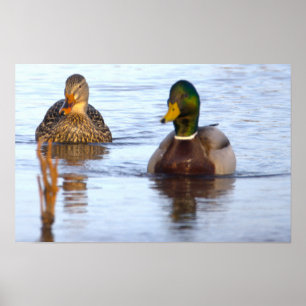Mallard Ducks Photo Poster
