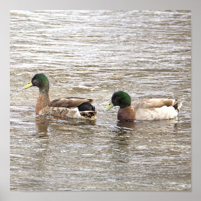 Mallard Ducks Photo Poster (Front)