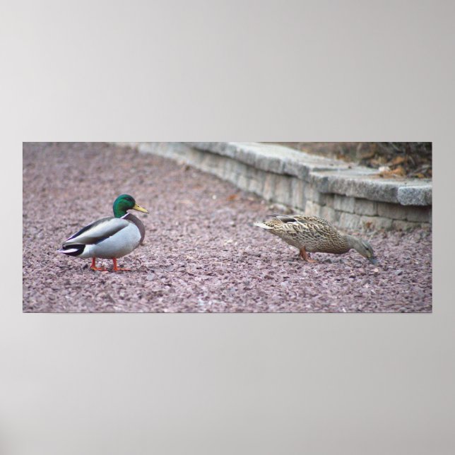 Mallard Ducks Photo Poster (Front)