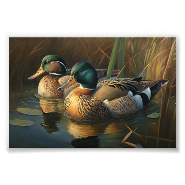 Mallard Ducks Photo Print (Front)
