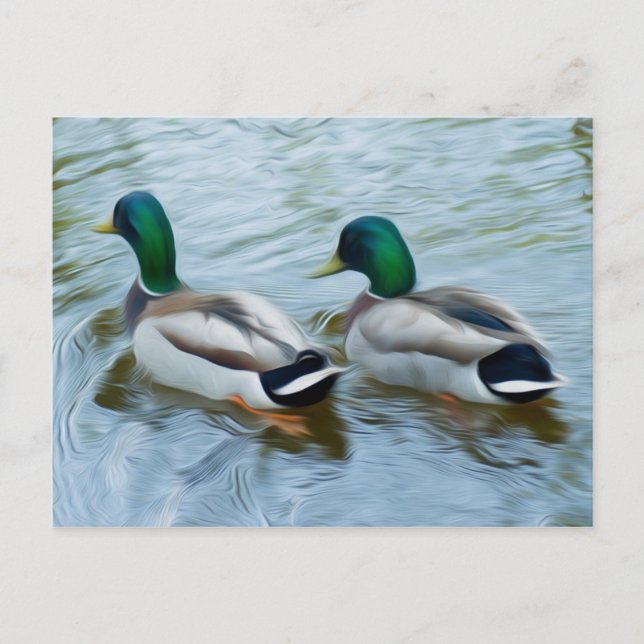 Mallard Ducks Postcard (Front)