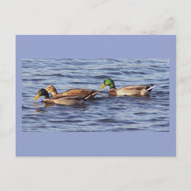 Mallard Ducks Postcard (Front)