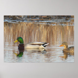 Mallard Ducks Poster