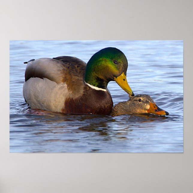 Mallard Ducks Poster (Front)