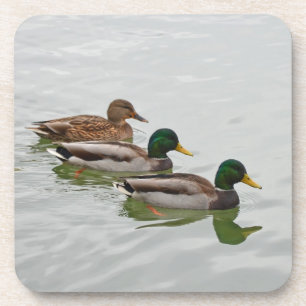 Mallard ducks print coaster