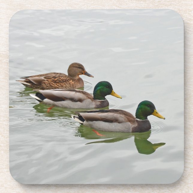 Mallard ducks print coaster (Front)