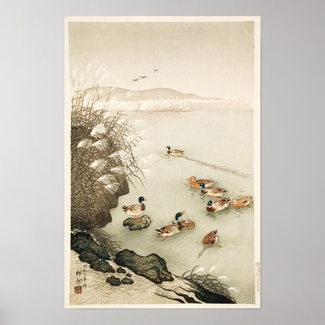 Mallard Ducks Swimming by Pampas Grass Poster (Front)