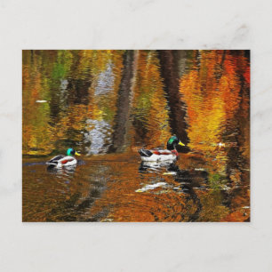 Mallard Ducks With Autumn Colours Postcard
