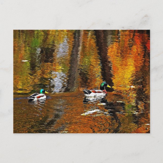 Mallard Ducks With Autumn Colours Postcard (Front)