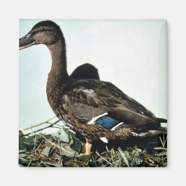 Mallard Female Magnet (Front)