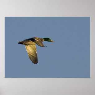 mallard flying in open sky canvas print