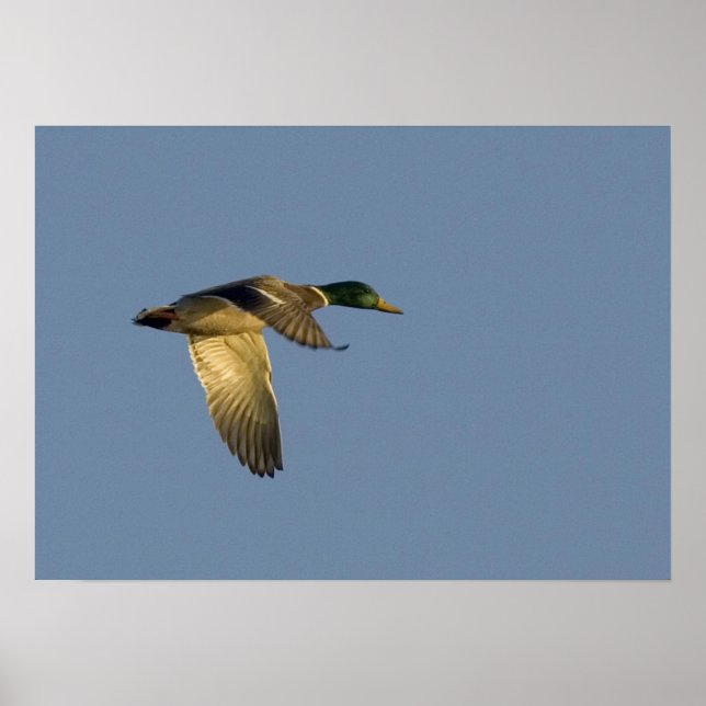 mallard flying in open sky canvas print (Front)