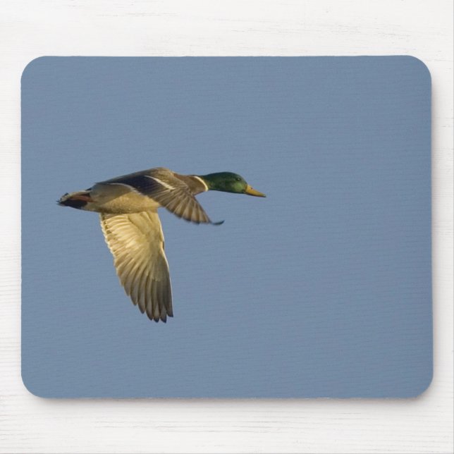 mallard flying in open sky mousepad (Front)