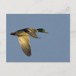 mallard flying in open sky postcard