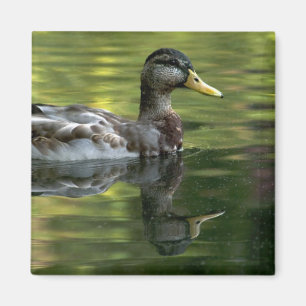 Mallard Mirrored On Green Water Magnet