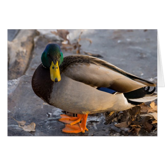 Mallard On Ice (Front Horizontal)