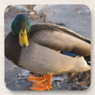 Mallard On Ice Coaster