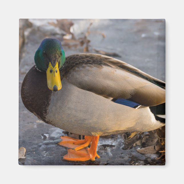 Mallard On Ice Magnet (Front)