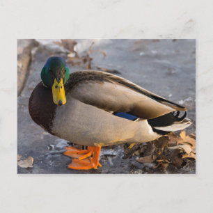 Mallard On Ice Postcard