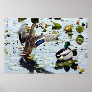 Mallard Pair in the Lily Pads Poster