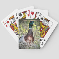 Mallard