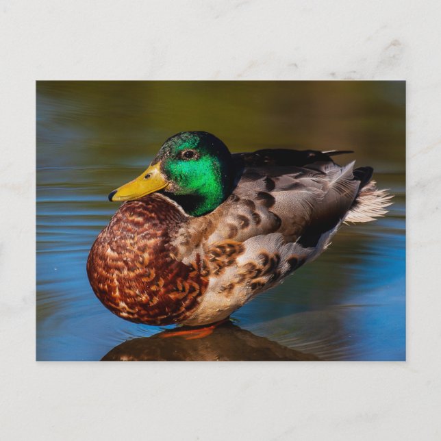 Mallard Portrait Postcard (Front)