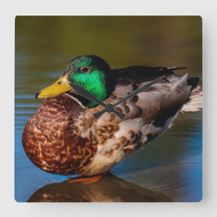 Mallard Portrait Square Wall Clock